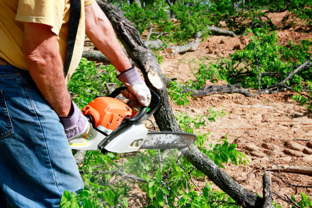 Tree Root Removal in Ventnor City, NJ